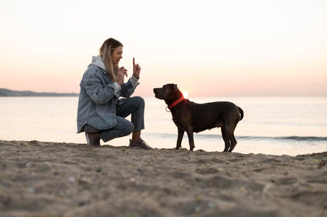 Hundetherapie – Was ist Hundetherapie? Wem kann sie helfen und lohnt es sich, einen Hund zu Hause zu haben?