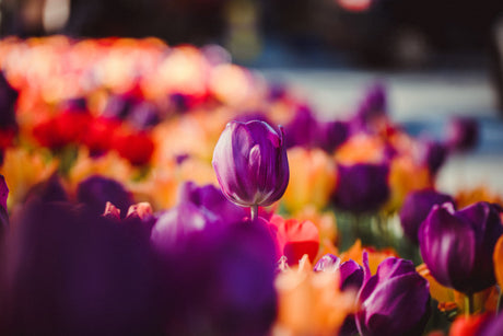 Wann und wie pflanzt man Blumenzwiebeln? Wir geben Ihnen einen Hinweis!