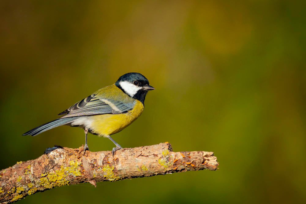 Welche Vögel kehren im Frühjahr zurück?