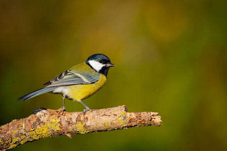 Welche Vögel kehren im Frühjahr zurück?