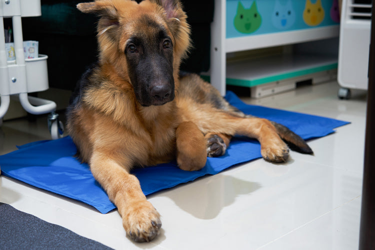 Blau Kühlmatte für Hunde und Katzen