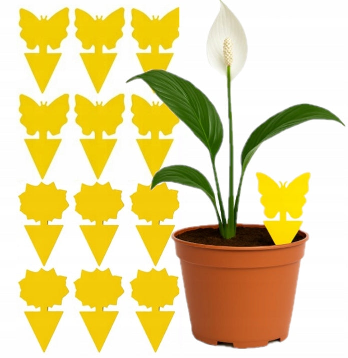 Set von 24 PCs. Lypa auf irdischen, Fliegen - für Töpfe