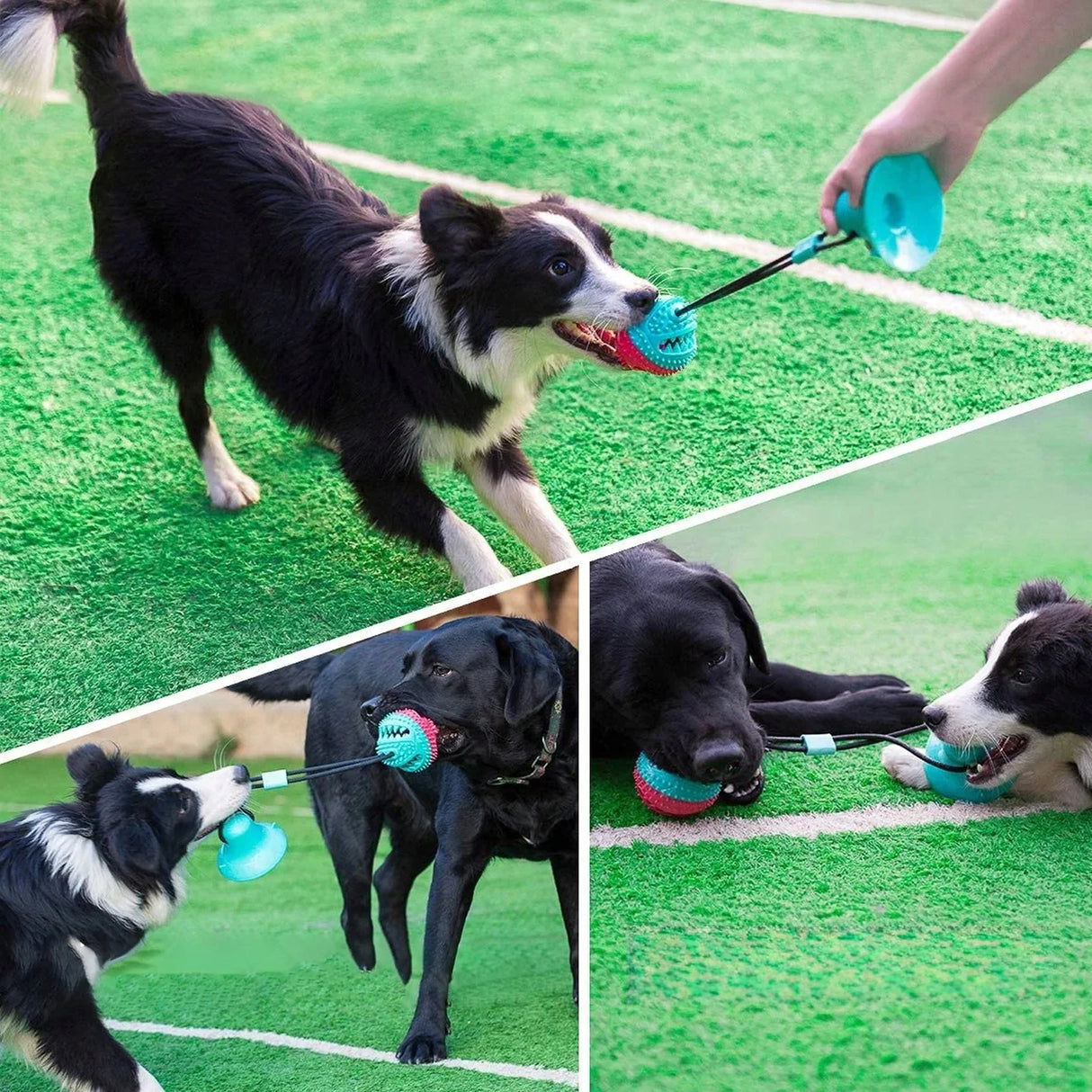 Interaktives Hundespielzeug mit Saugnapf