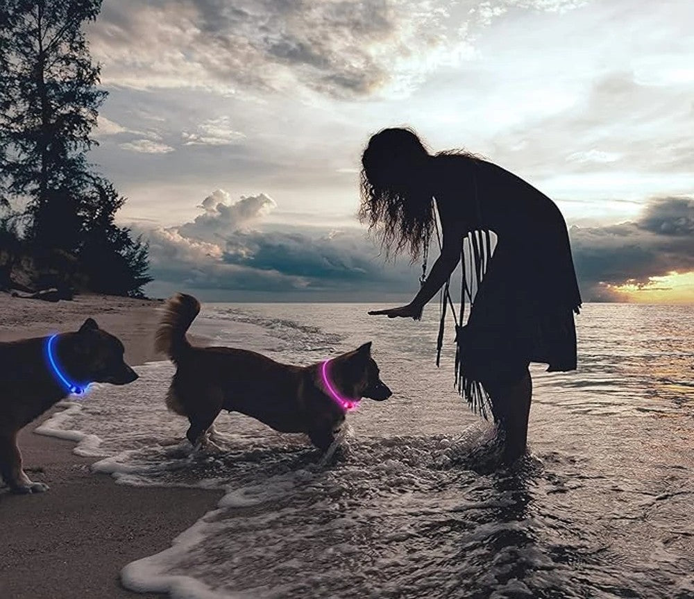 LED-Halsband für Hund oder Katze