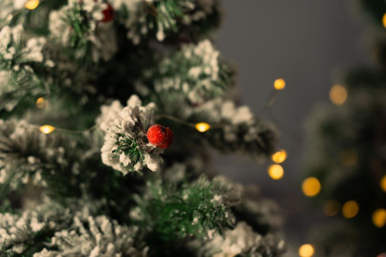 Kleine rote Eberesche