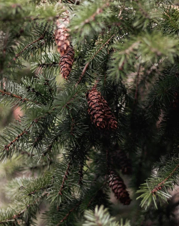 Duftöl FICHTE für Kerzenwachs 10ml