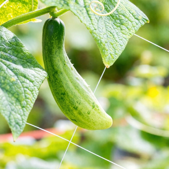 Gartennetz 1,5x10 m für Gurken und Kletterpflanzen