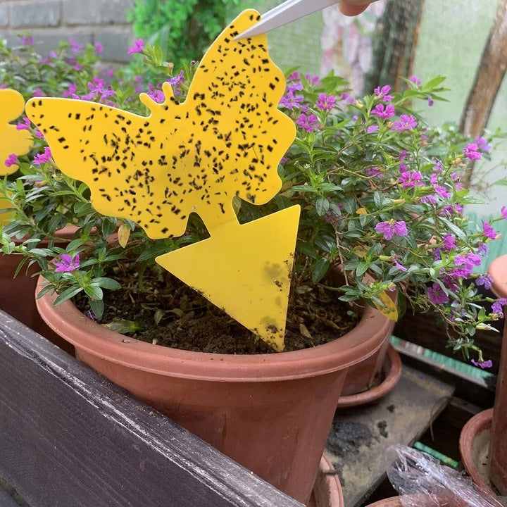 Set von 24 PCs. Lypa auf irdischen, Fliegen - für Töpfe