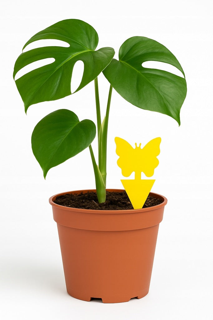 Set von 24 PCs. Lypa auf irdischen, Fliegen - für Töpfe