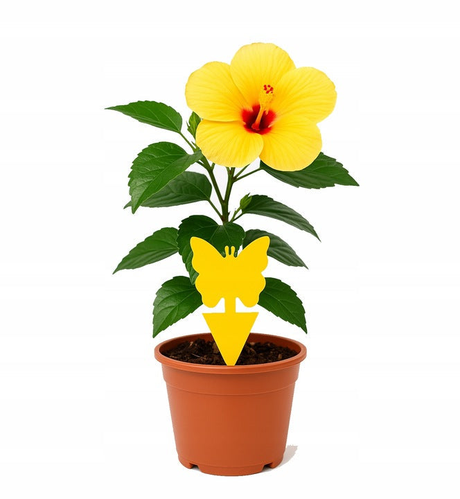 Set von 24 PCs. Lypa auf irdischen, Fliegen - für Töpfe