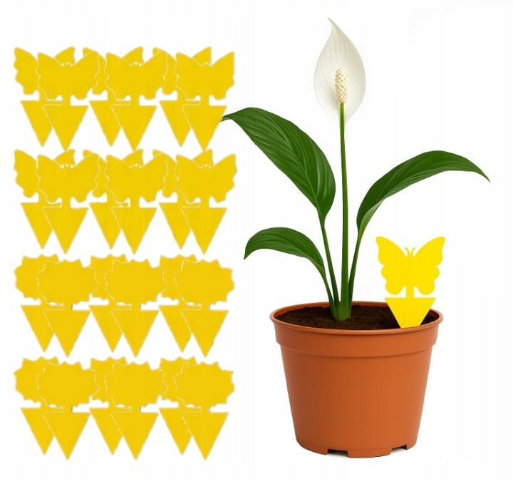 Set von 24 PCs. Lypa auf irdischen, Fliegen - für Töpfe