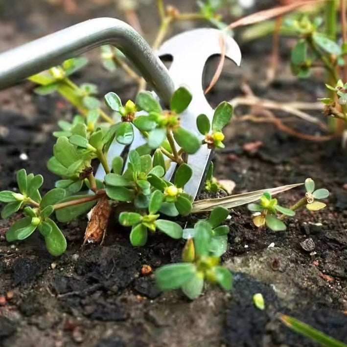 Entfernung von Garten Unkraut