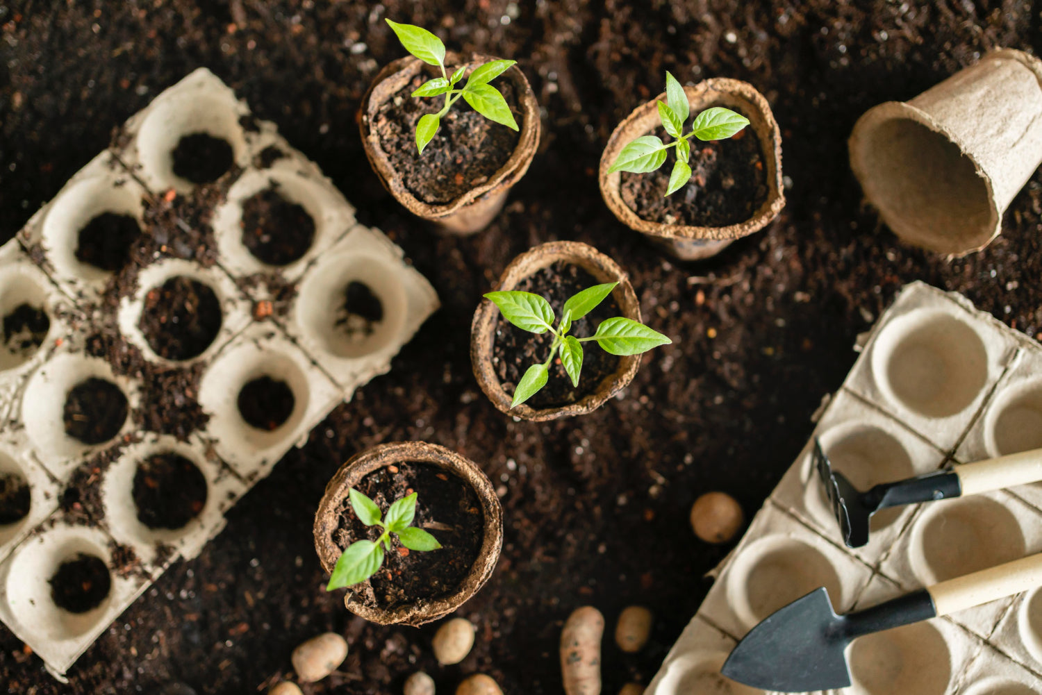 Wie organisieren Sie Ihren Garten und Gemüsegarten? Lernen Sie bewährte Methoden
