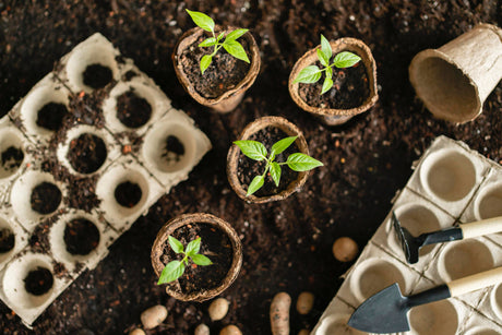 Wie organisieren Sie Ihren Garten und Gemüsegarten? Lernen Sie bewährte Methoden