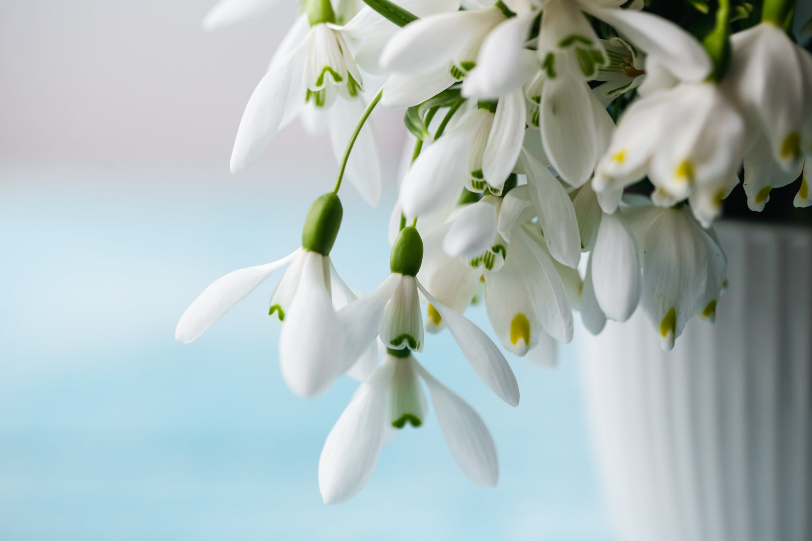 Wie genießt man den Frühling? Entdecken Sie unsere Ideen für kleine Rituale für einen optimistischen Start in den Frühling