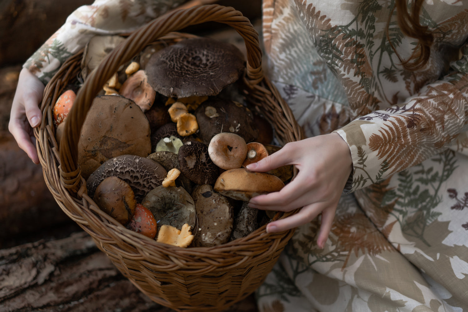 Warum Pilze sammeln? Ein Rezept für erfolgreiches Pilzesammeln