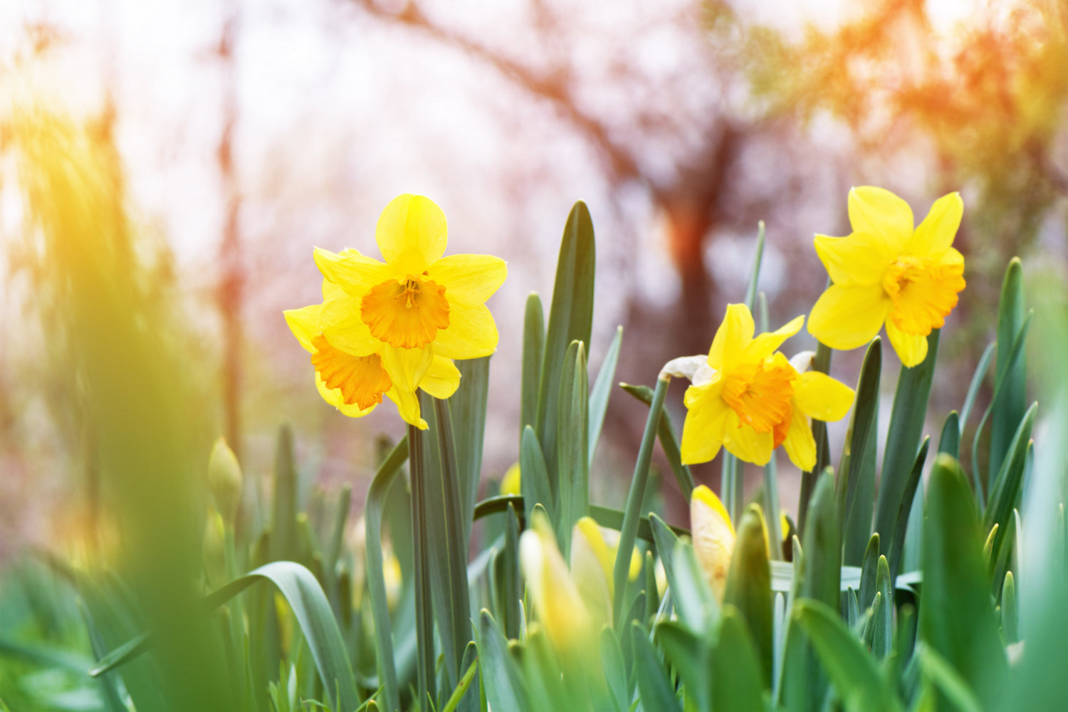 Wann ist frühlingsanfang? Sehen!