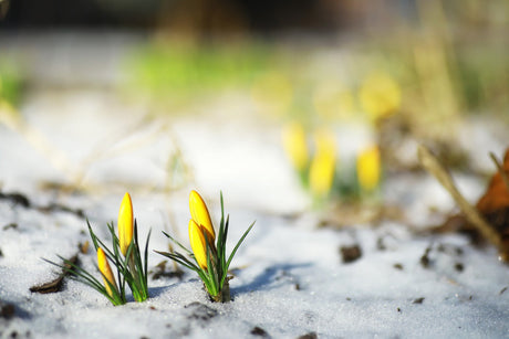 Wenn der frühling kommt? Wir kennen die Antwort!