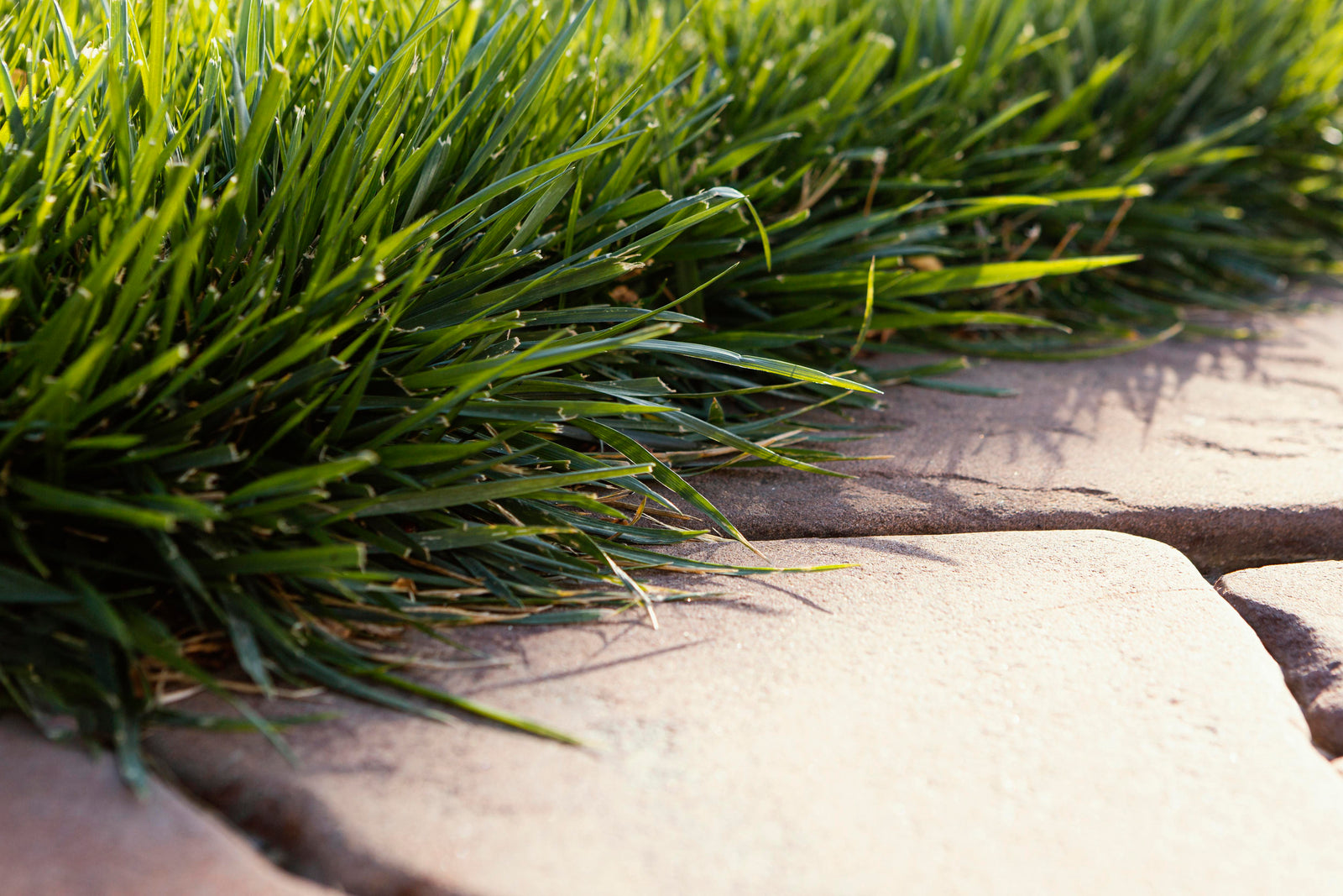 Welches Gras sollten Sie für Ihren Rasen wählen? – Schauen Sie sich unseren Leitfaden zu den besten Grasarten an