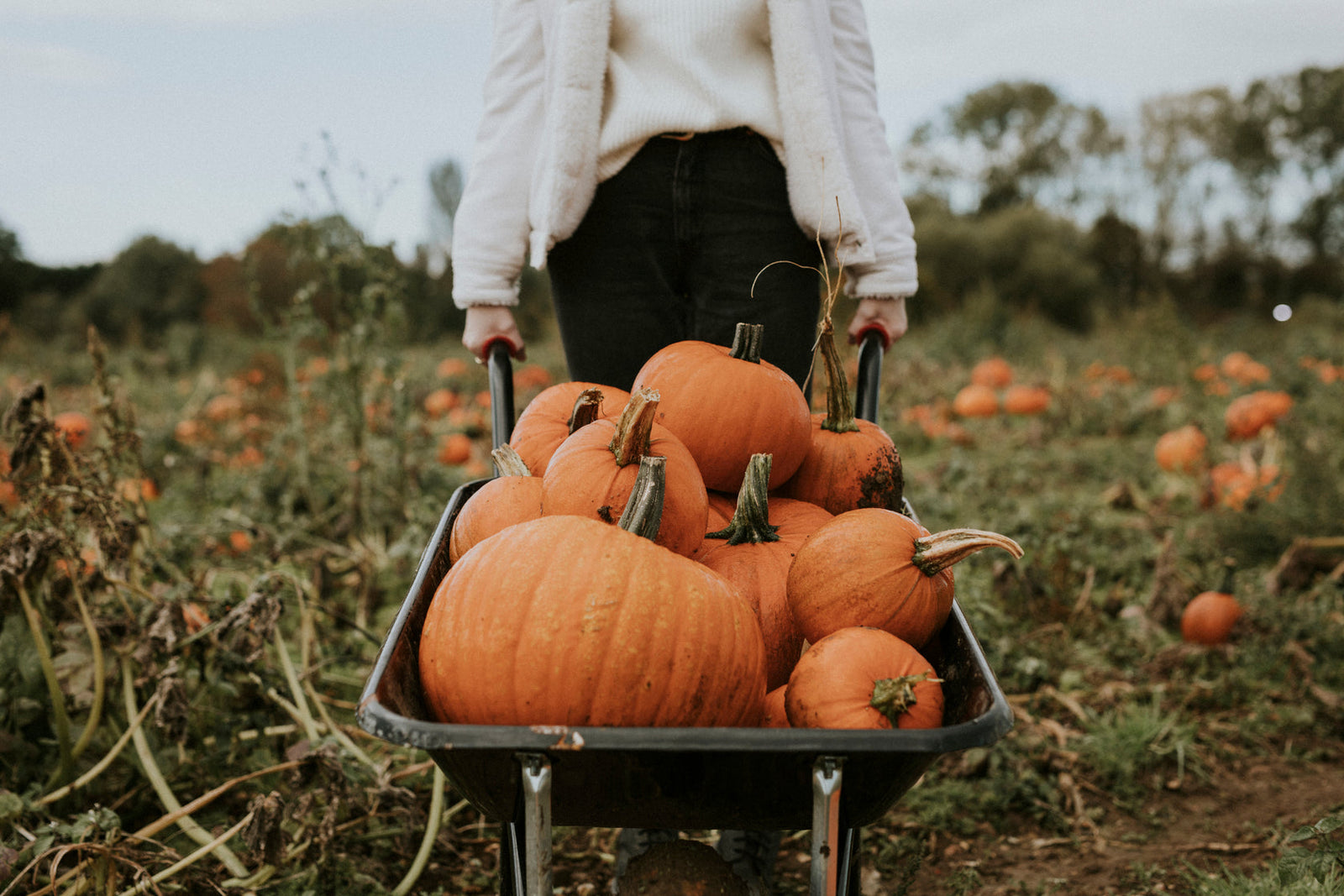 Entdecken Sie den Charme einer Kürbisfarm – Herbstabenteuer auf dem Land