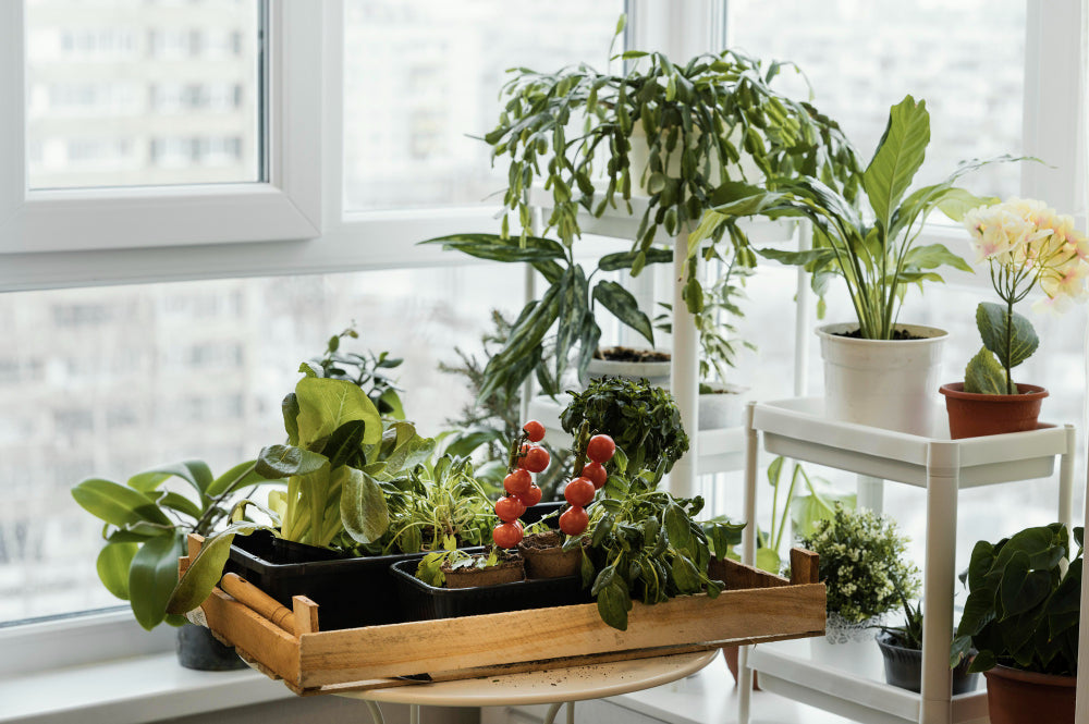 Welches Gemüse soll man auf dem Balkon anbauen? Wir geben Ihnen einen Hinweis!