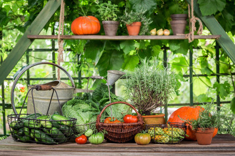 Gestalten Sie Ihren eigenen Gemüsegarten – alles, was Sie wissen müssen!