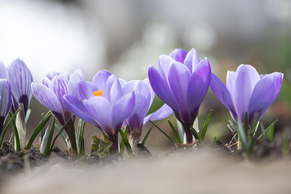 50+ Wann Kann Man Krokusse Pflanzen, Es gibt aber auch krokusse, die.
