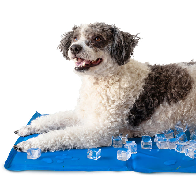 Blau Kühlmatte für Hunde und Katzen